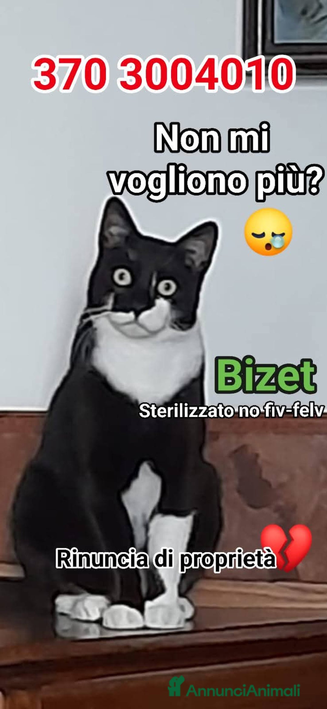 Europeo gatti in regalo: BIZET CERCA UNA NUOVA MAMMA - Annuncio 1