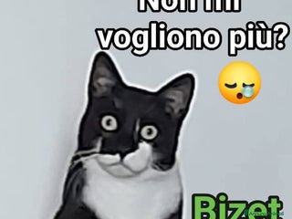 Europeo gatti BIZET CERCA UNA NUOVA MAMMA - Annuncio 3