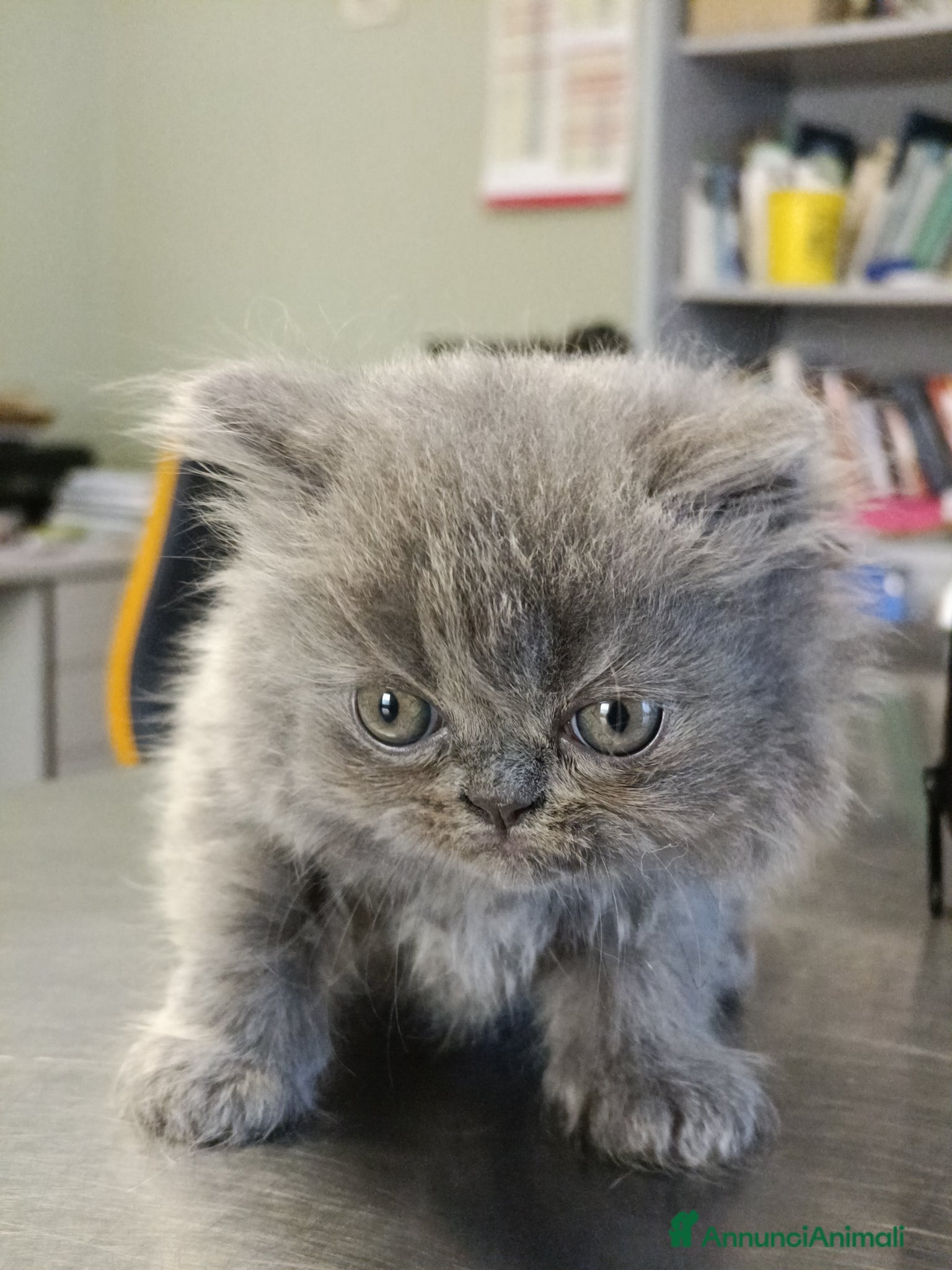 Persiano gatti Cucciolo di persiano maschio - Annuncio 1