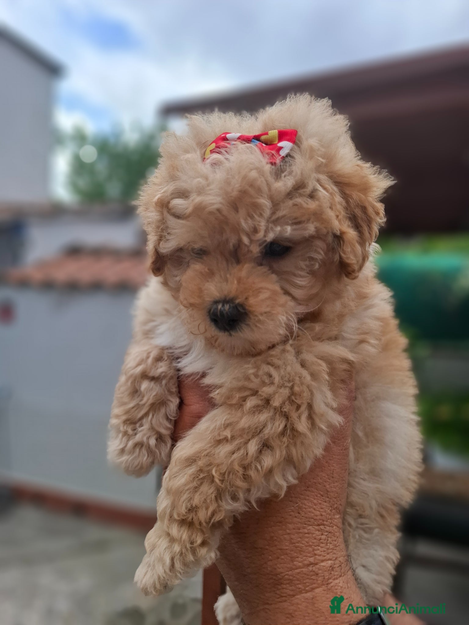 Barboncino cani Barboncina Toy  - Annuncio 9