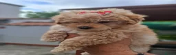 Barboncino cani in vendita: Barboncina Toy  - Annuncio 1
