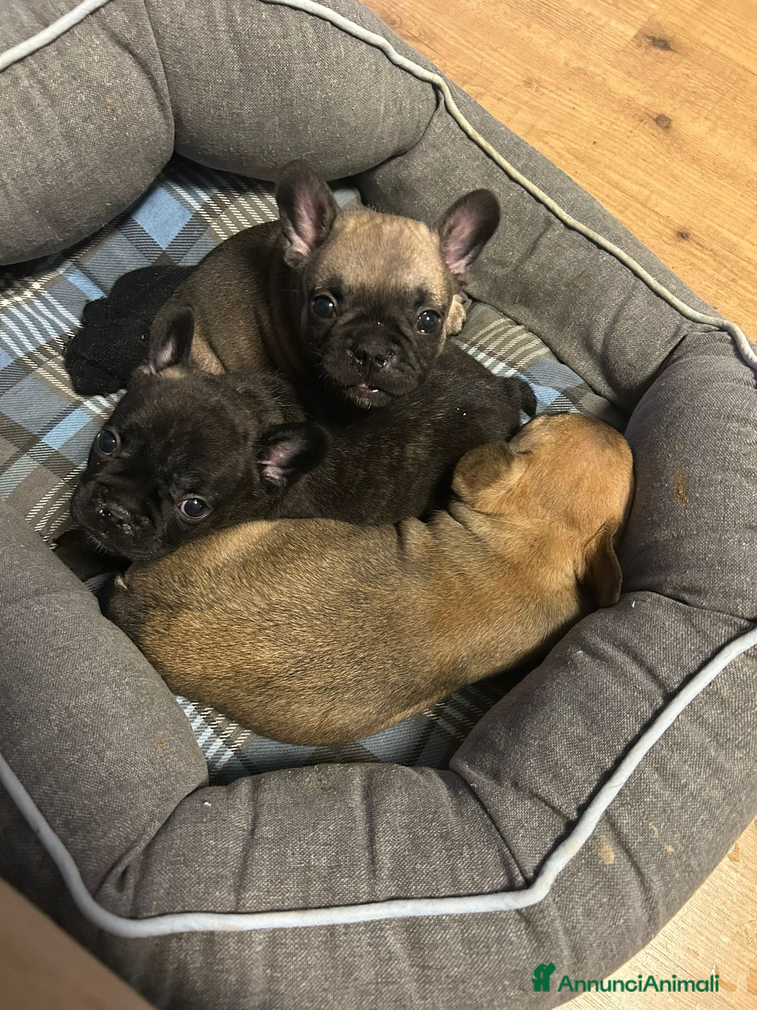 Bulldog Francese cani in vendita: Splendidi cuccioli di Bulldog Francese - Annuncio 3