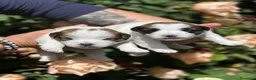 Jack Russell cani in vendita: Cuccioli jack russell lineaespositiva pelo ruvido  - Annuncio 4