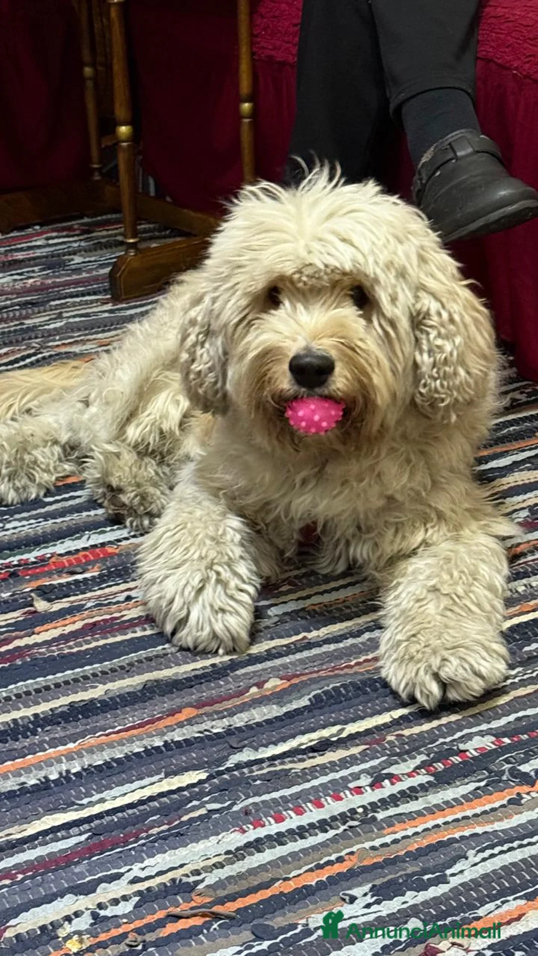 Barboncino cani in regalo: Splendido Barboncino - FLUFFY - Annuncio 7