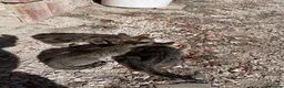 Altre razze gatti in regalo: CERCANO CASA 🏡 a Provincia di Ancona - Annuncio 3