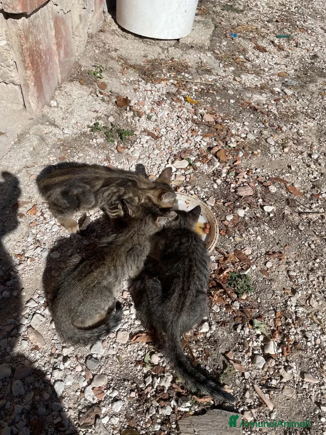 Altre razze gatti in regalo: CERCANO CASA 🏡 a Provincia di Ancona - Annuncio 3