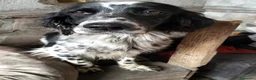Setter Inglese cani in regalo: NORMA dolcissima - Annuncio 3