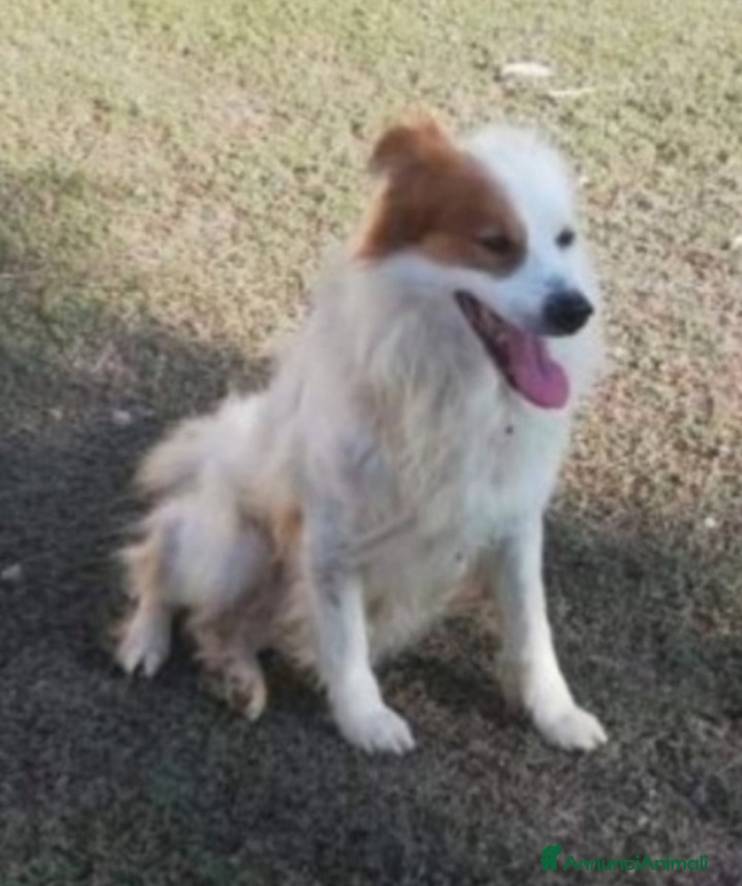 Meticcio cani in regalo: 15anni ASPETTA ANCORA CASA!!!TARANTO SIS CASA  - Annuncio 4