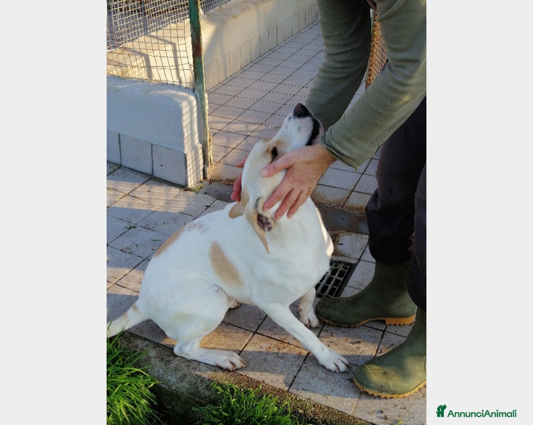 Meticcio cani in regalo: Elio, dolcissimo, taglia medio-piccola a Roma - Annuncio 3