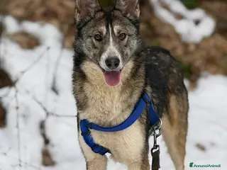 Meticcio cani NORWAY, lupetta bella da togliere il fiato! - Annuncio 42