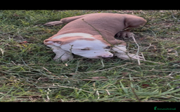 Pitbull cani in vendita: American Pitbul terrier UKC a Provincia di Rieti - Immagine 3