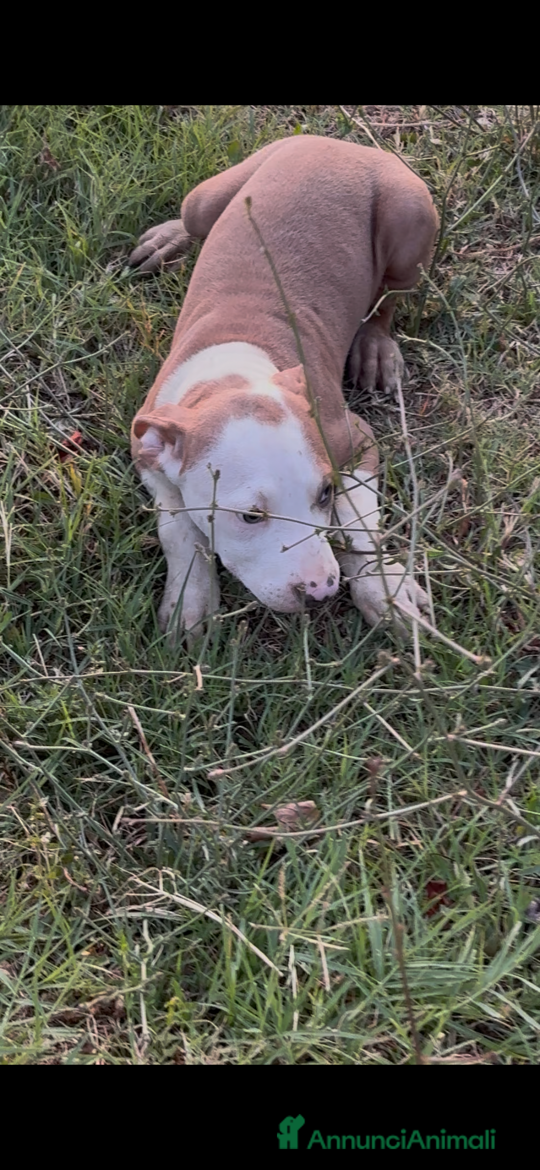 Pitbull cani in vendita: American Pitbul terrier UKC a Provincia di Rieti - Immagine 3