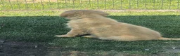 Golden Retriever cani in vendita: Golden retriever 90%linea americana pedigree ENCI  - Annuncio 20