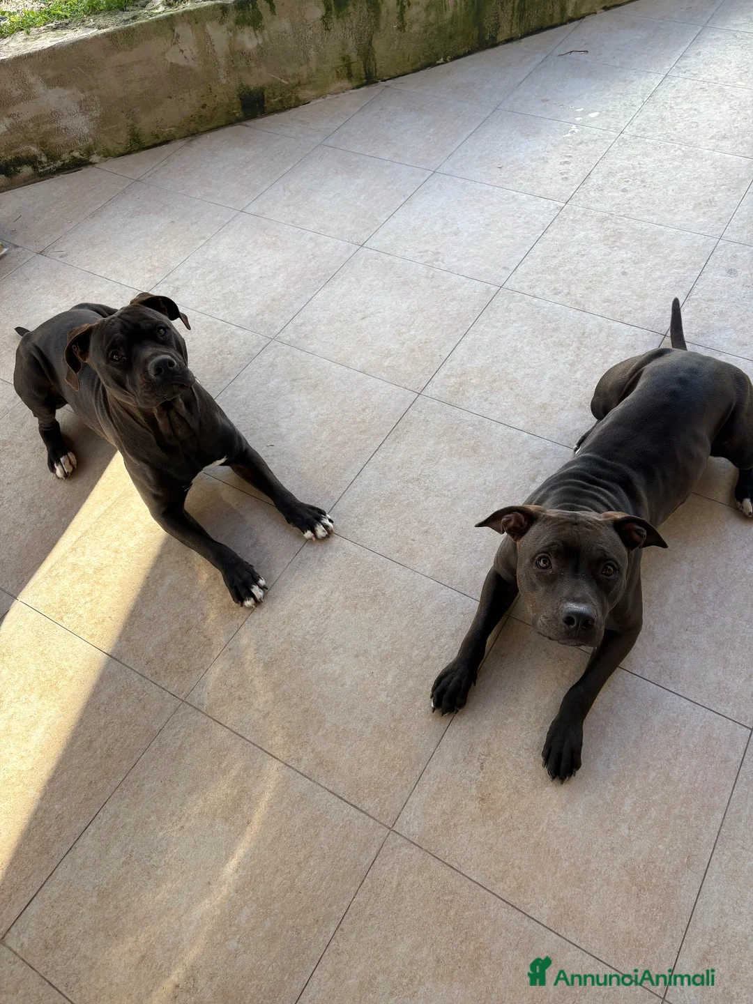 Pitbull cani in vendita: American pitbull terrier - Annuncio 2
