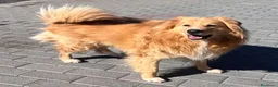 Meticcio cani in regalo: DIOR CAGNOLINO FULVO - Annuncio 2