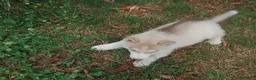Husky cani in vendita: Siberian husky  - Annuncio 10