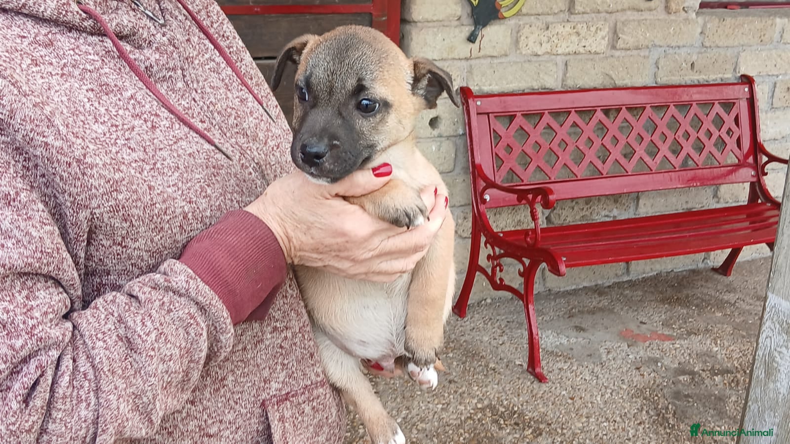 Meticcio cani IL DOLCE ROMEO CERCA CASA, IN ADOZIONE - Annuncio 1