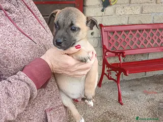 Meticcio cani IL DOLCE ROMEO CERCA CASA, IN ADOZIONE - Annuncio 16