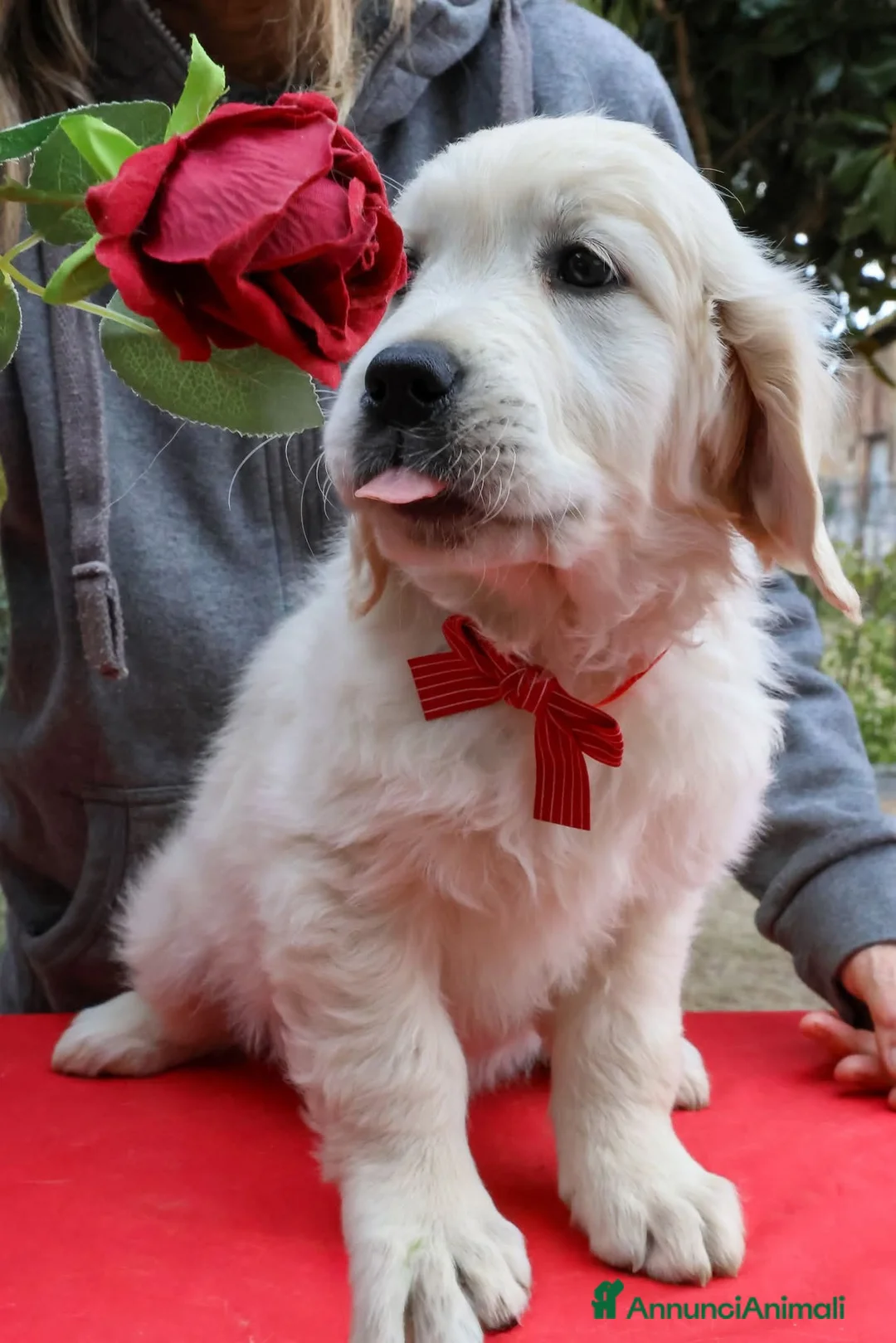 Golden Retriever cani in vendita: Cuccioli di Golden Retriever  - Annuncio 2