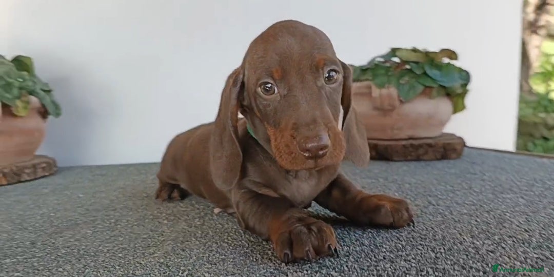 Bassotto cani Cucciolo bassotto tedesco Pedigree - Annuncio 26