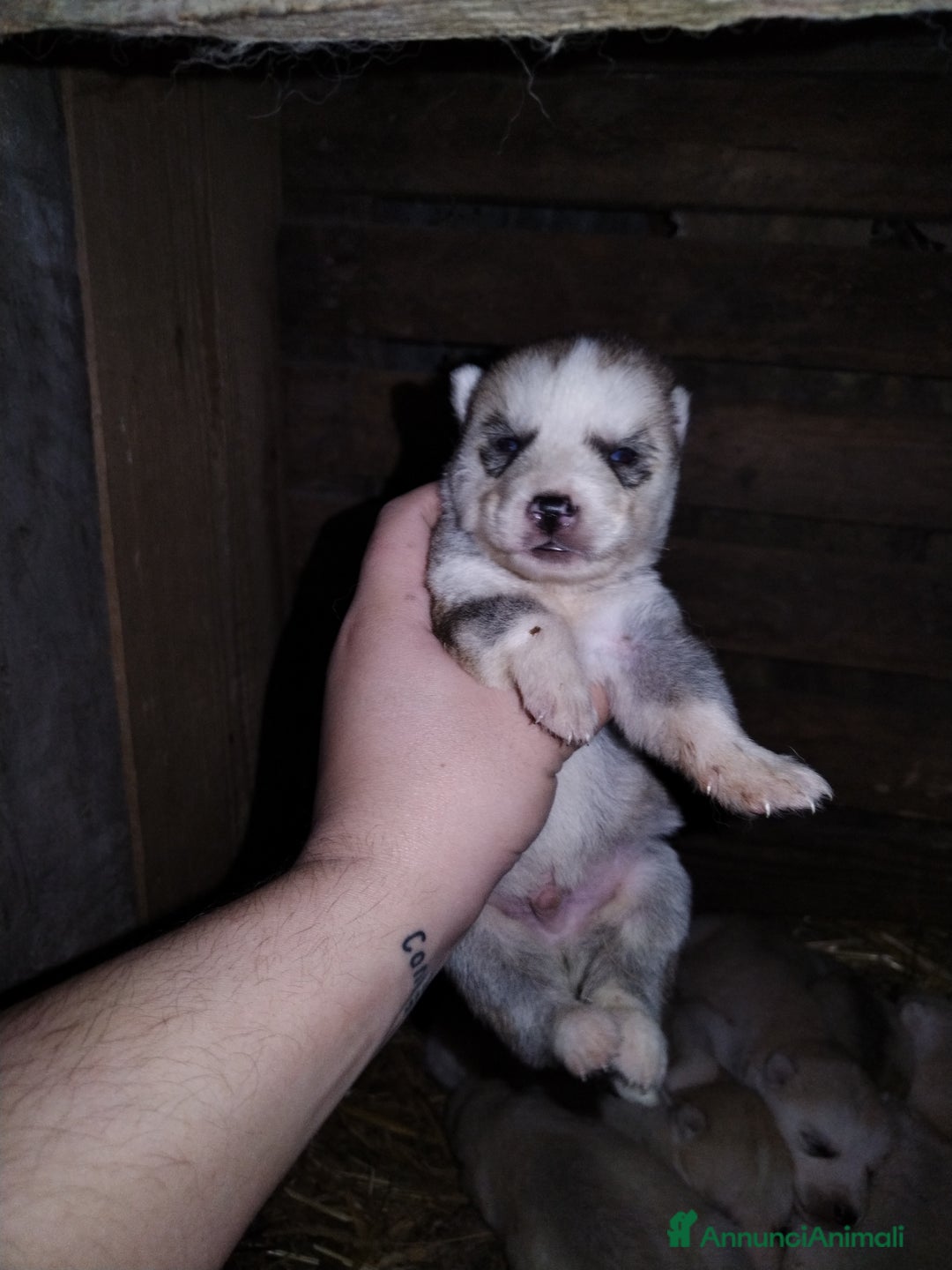 Husky cani in vendita: Cuccioli di Siberian Husky  - Annuncio 8