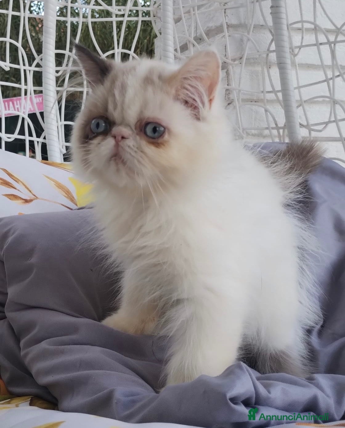 Persiano gatti Femmina di persiano  - Annuncio 1