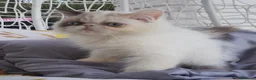 Persiano gatti in vendita: Femmina di persiano  - Annuncio 1