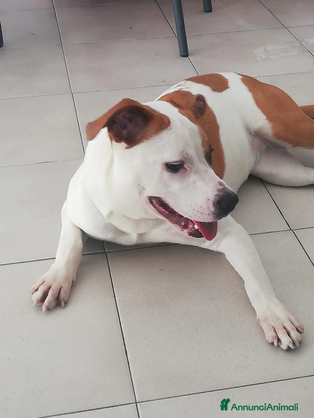 American Staffordshire cani in vendita: Vendo american amstaff  - Annuncio 2