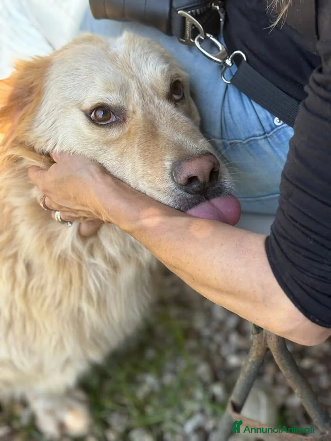Meticcio cani in regalo: OSCAR bassottone Simil Golden a Città Metropolitana di Bologna - Annuncio 6
