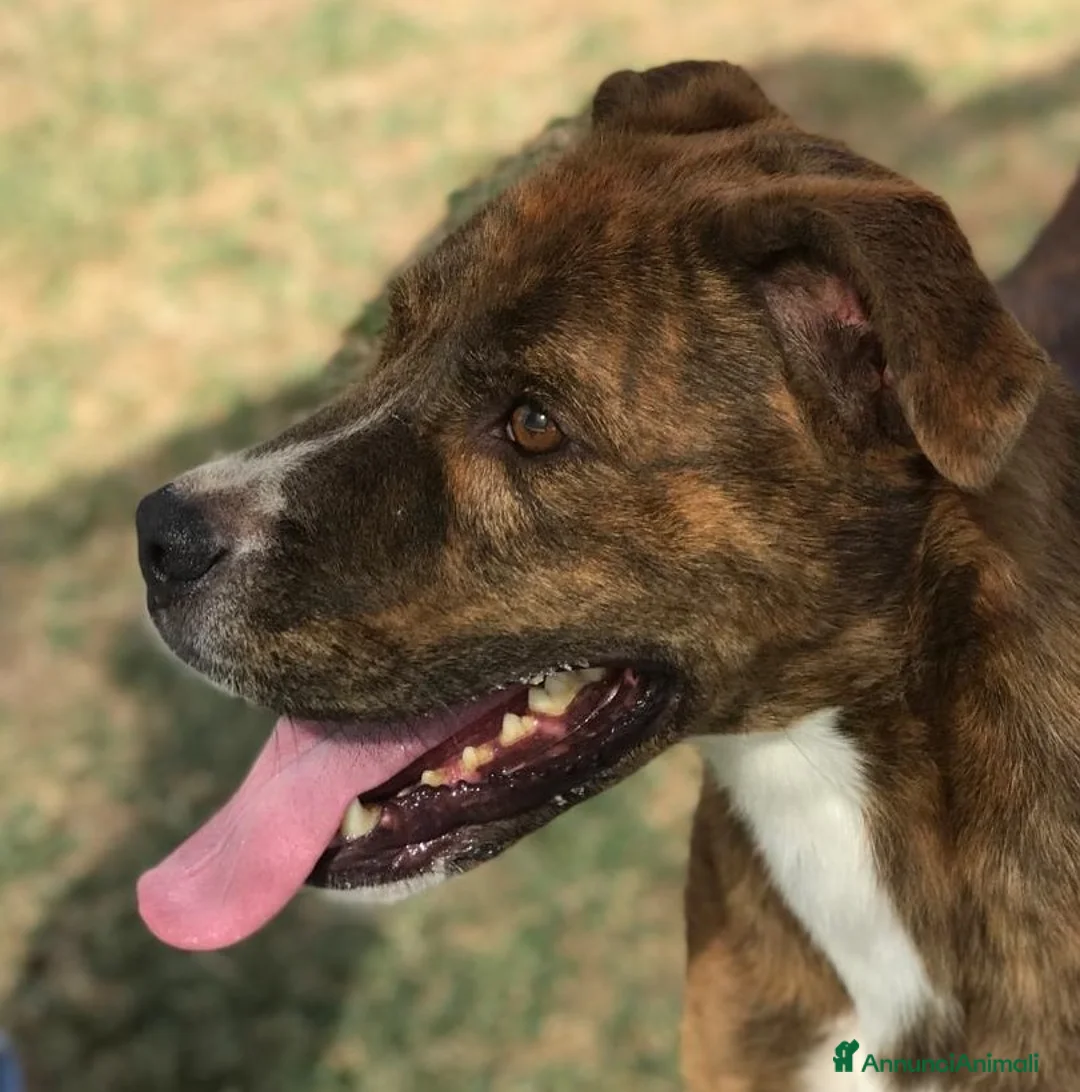 Meticcio cani in regalo: RAP simpaticissimo derivato boxer a Provincia di Latina - Annuncio 3