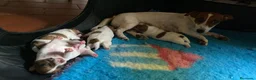 Jack Russell cani in vendita: Jack Russell terrier PELO CORTO e BROKEN - Annuncio 2
