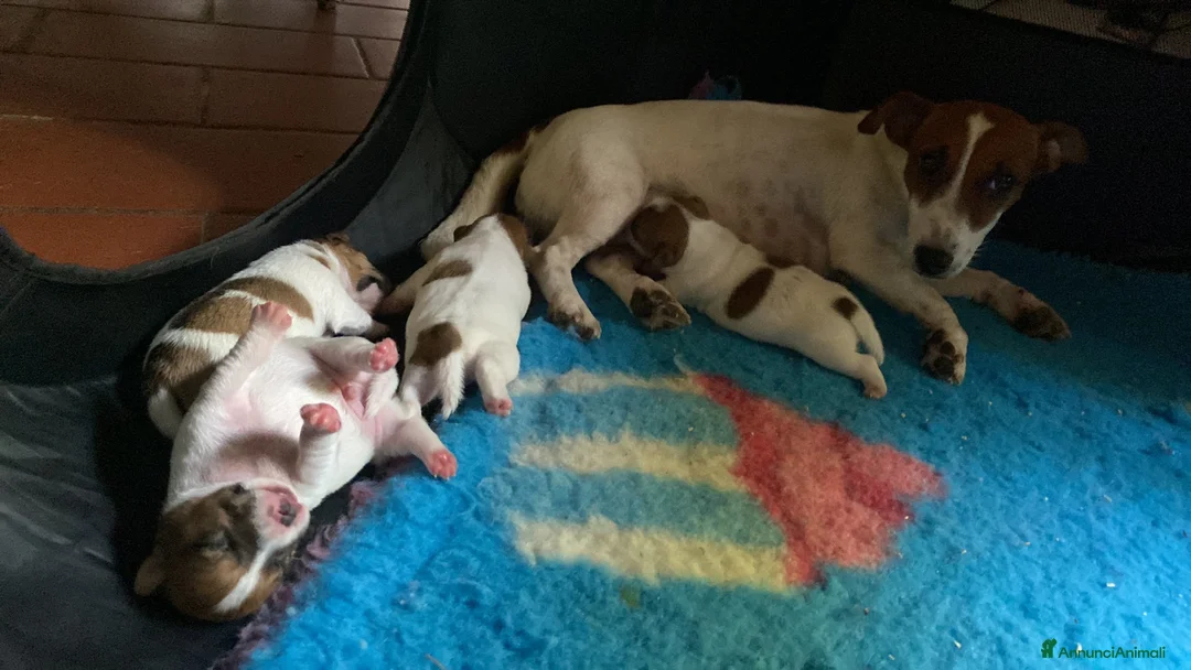 Jack Russell cani in vendita: Jack Russell terrier PELO CORTO e BROKEN - Annuncio 2