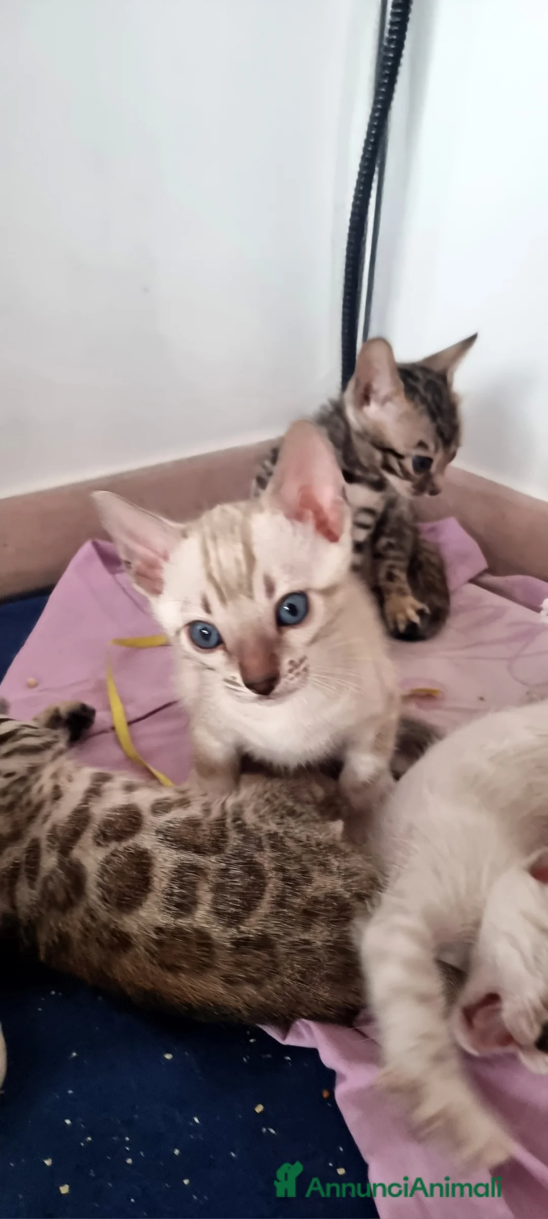 Bengala gatti in vendita: Cucciolo Bengala Snow marble Pedigree  - Annuncio 13