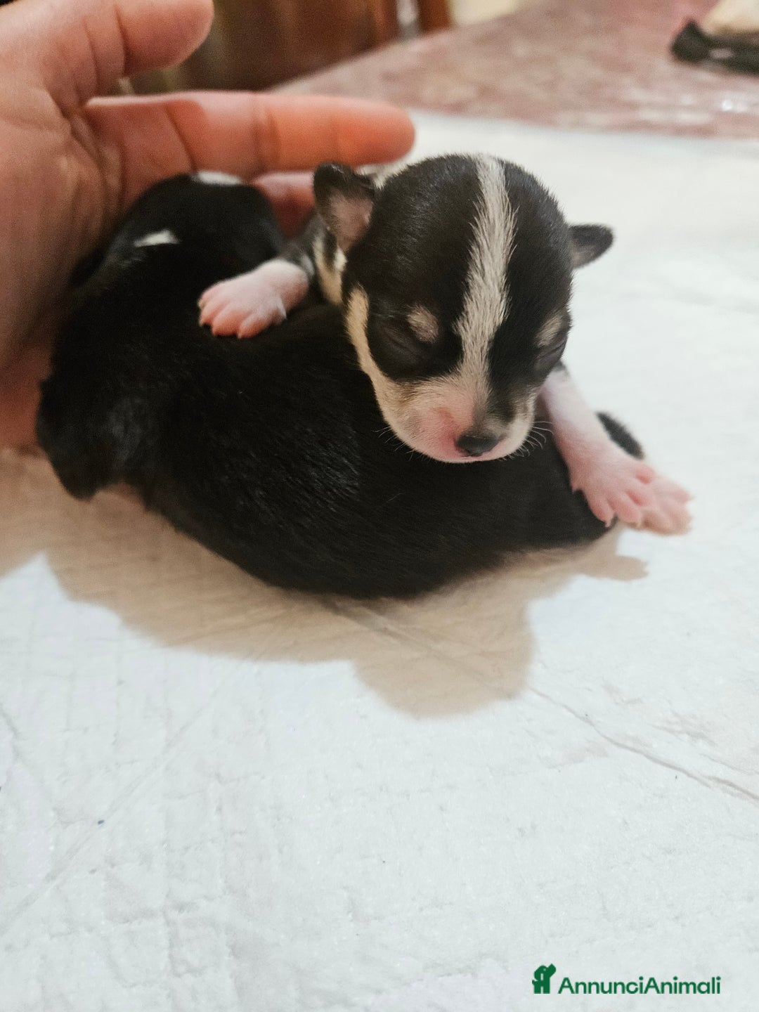 Chihuahua cani in vendita: Chihuahua toy  - Annuncio 7