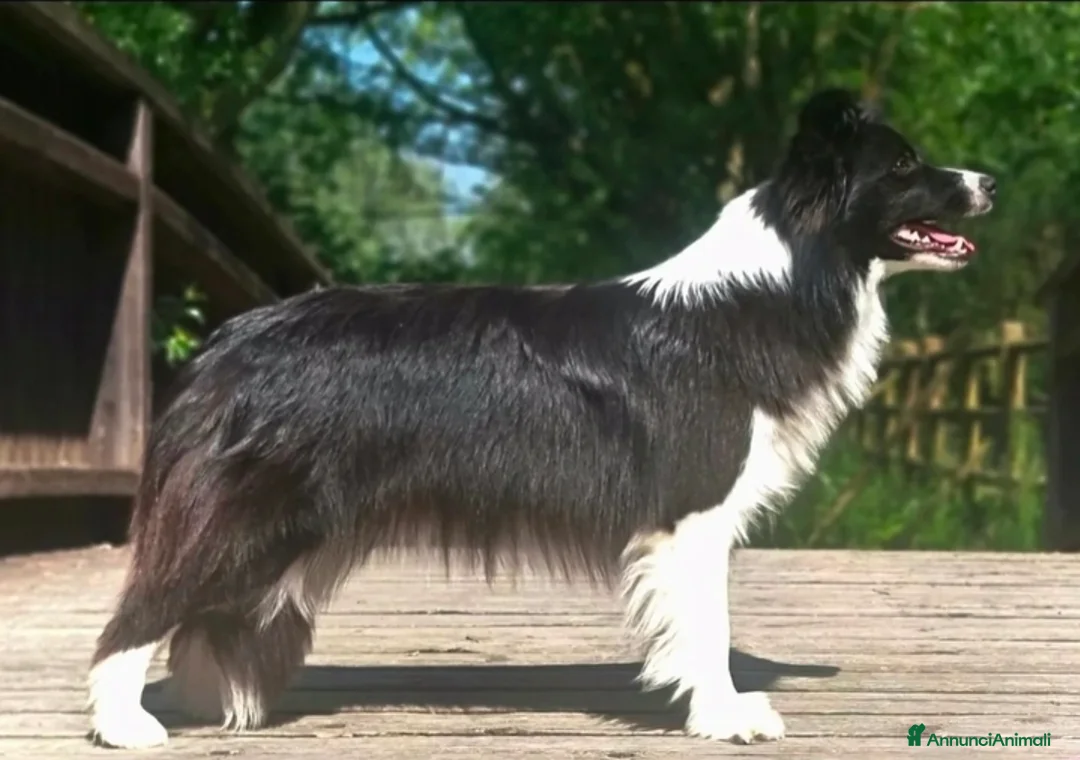 Border Collie cani in vendita: Border collie  - Annuncio 1