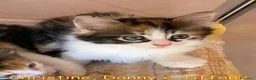 Europeo gatti in regalo: CHRISTIN,  DANNY  E TIFFANY GATTINI PELO LUNGO - Annuncio 6