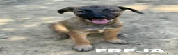 Pastore Belga cani in regalo: 5 splendidi mix PASTORINI BELGA di 3 MESI!  - Annuncio 11