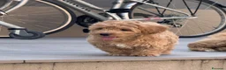 Maltipoo cani in vendita: Maltipoo in pronta consegna  - Annuncio 2