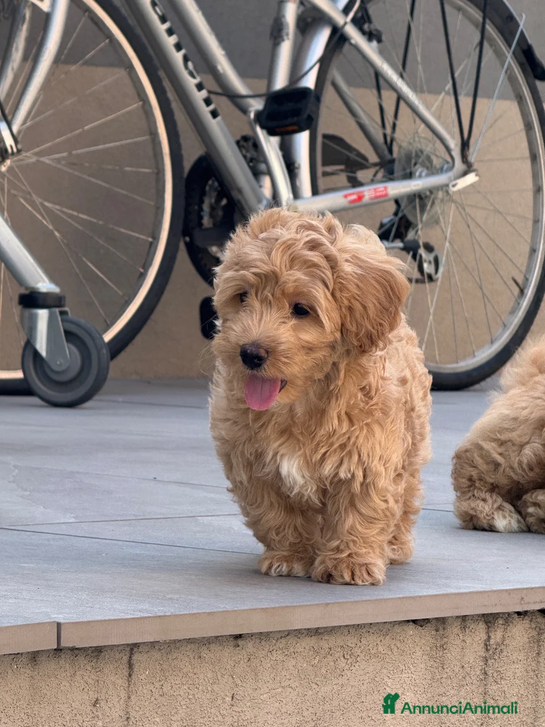 Maltipoo cani in vendita: Maltipoo in pronta consegna  - Annuncio 2