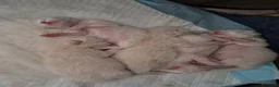 Siberiano gatti in vendita: Gattini siberiani neva  - Annuncio 5