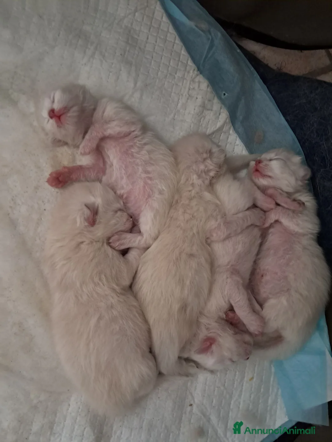 Siberiano gatti in vendita: Gattini siberiani neva  - Annuncio 5