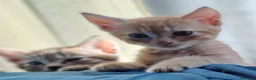 Europeo gatti in regalo: Splendidi gattini cercano casa - Annuncio 5