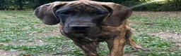 Alano cani in vendita: Alano tigrato  - Annuncio 2