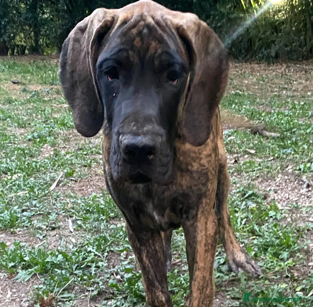 Alano cani in vendita: Alano tigrato  - Annuncio 2