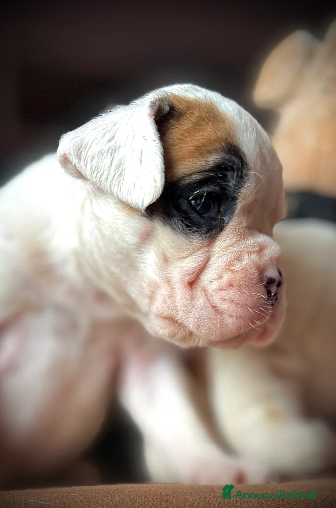 Boxer cani in vendita: CUCCIOLE DI BOXER  - Annuncio 14
