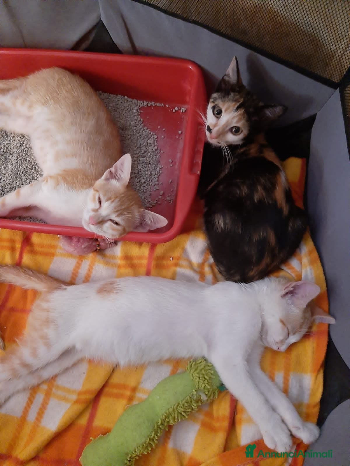 Europeo gatti 3 cuccioli cercano casa - Annuncio 2