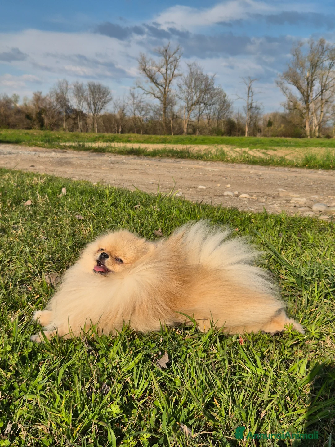 Spitz cani per accoppiamento: Spitz tedesco nano Pomerania per monta - Annuncio 1