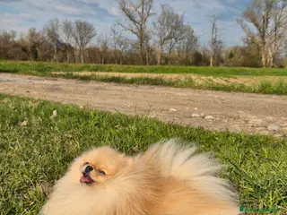 Spitz cani Spitz tedesco nano Pomerania per monta - Annuncio 1