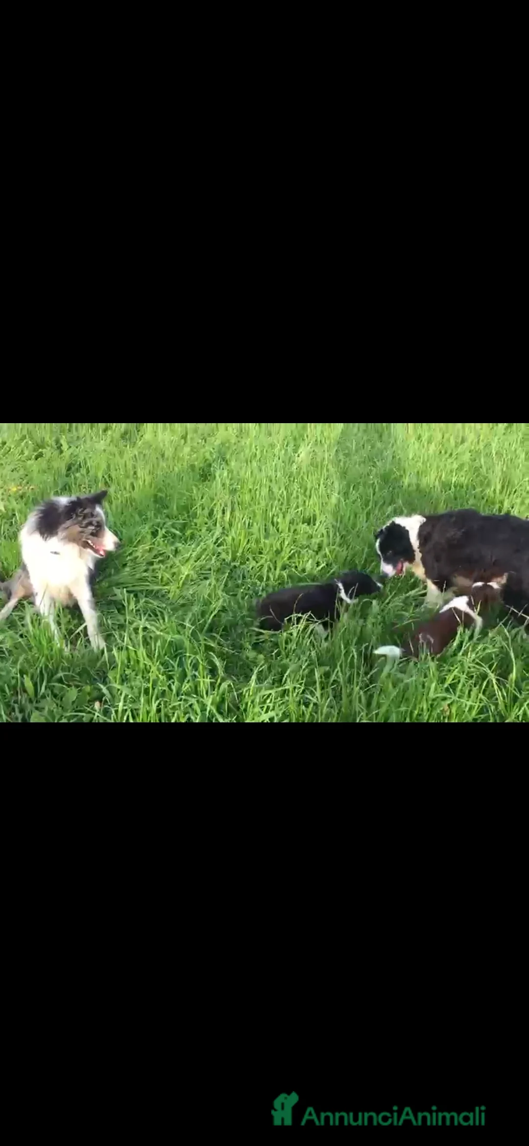 Border Collie cani in vendita: Border collie pedigree  - Annuncio 2