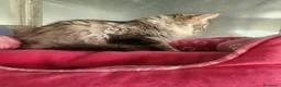 Maine Coon gatti in vendita: Maine coon  - Annuncio 8
